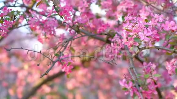 春天花园或公园里盛开的樱花树的粉红色特写镜头视频的预览图