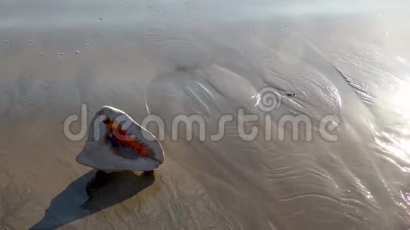 贝壳越过沙滩海滨天堂视频的预览图