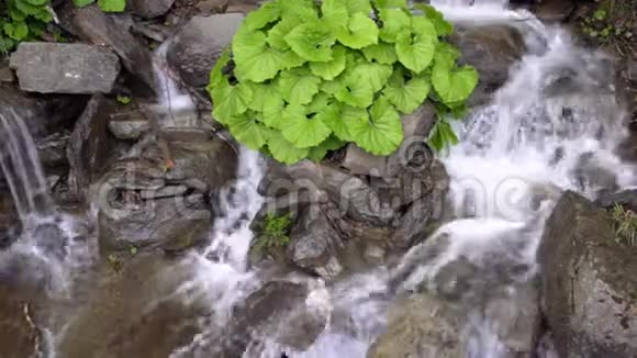 狂野的河流石水飞溅绿色灌木生长在瀑布的石头上视频的预览图