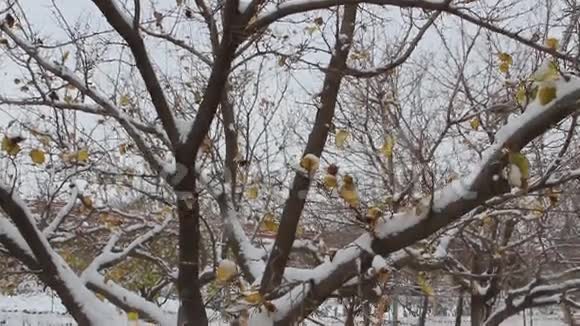 秋天树上的雪视频的预览图