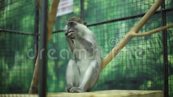 动物园里的滑稽猴子视频的预览图