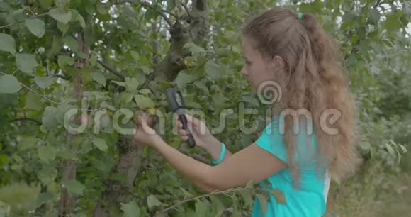 生物学家或农艺师对苹果叶片进行分析视频的预览图