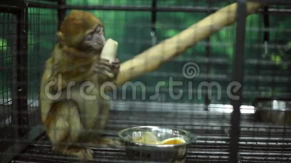 动物园里的滑稽猴子视频的预览图