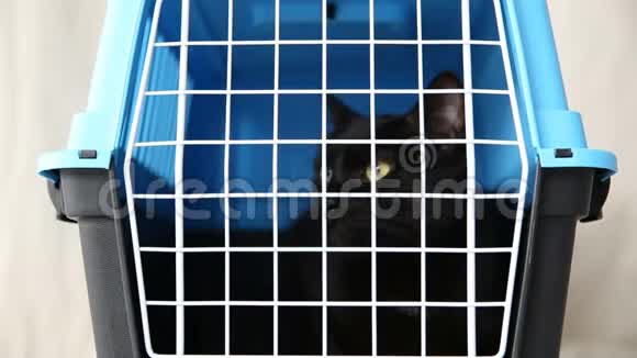 残酷对待家庭宠物一只黑猫坐在一个笼子里放在一个被遗弃的动物的托儿所里视频的预览图