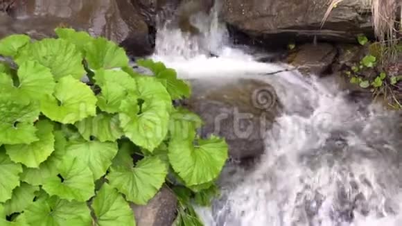绿色植物生长在近水的山涧中视频的预览图
