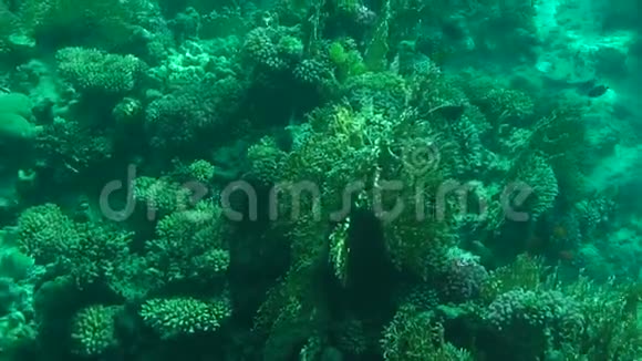 美丽的水下世界与珊瑚慢莫视频的预览图
