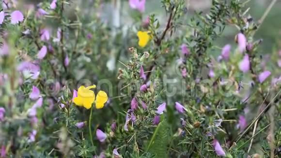 风山花蒙蒂辛布鲁尼公园视频的预览图