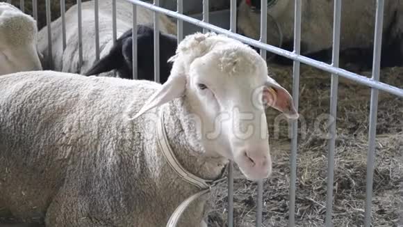 羊羊躺在一个摊子里畜牧业视频的预览图