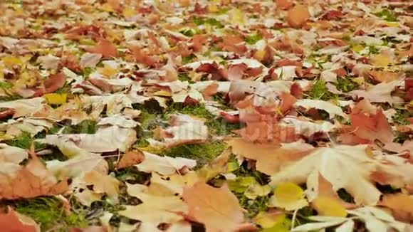 五颜六色的落叶枫叶躺在地上绿草如茵秋天的季节用电子方式进行射击视频的预览图