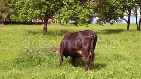 一头有角的棕牛在阳光明媚的日子里在绿色的草地上吃草视频的预览图