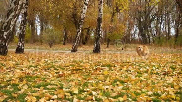 科吉蓬松的秋天走与橡胶圈视频的预览图
