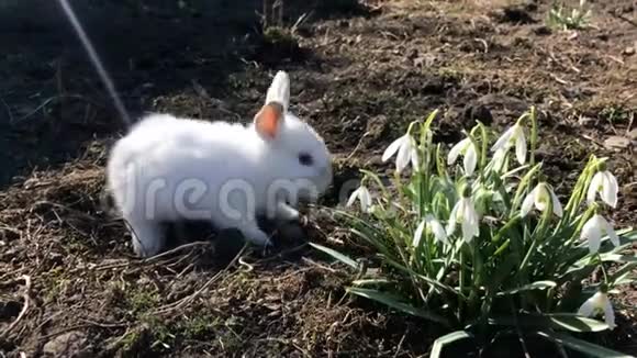 小白兔吃春花假期和动物复活节的概念视频的预览图