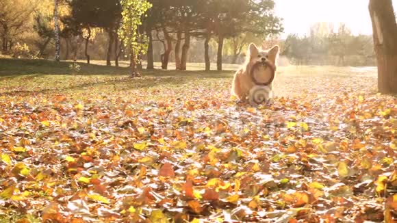 科吉蓬松的秋天走与橡胶圈视频的预览图