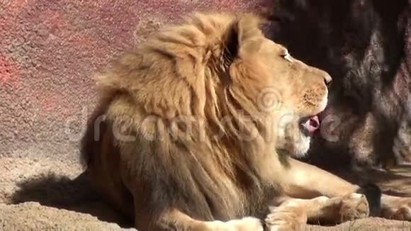 非洲狮吼视频的预览图