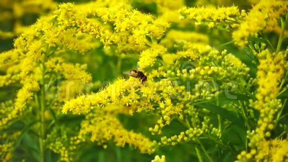 盛开的花朵和蜜蜂收集花蜜视频的预览图