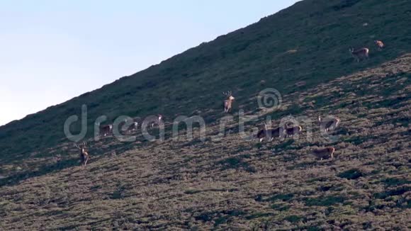 红鹿皇家雄鹿塞巴斯伊拉弗斯追逐印地安人后宫在季节性车辙凯恩斯NP苏格兰视频的预览图