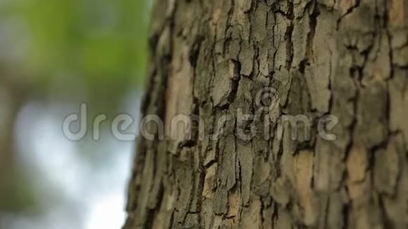 树的树皮很近树的树皮很漂亮枫树的树皮很漂亮视频的预览图