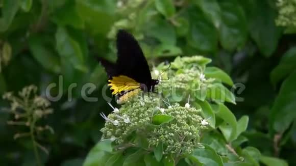 常见的鸟翼蝴蝶托着海伦娜从花中采集花蜜视频的预览图