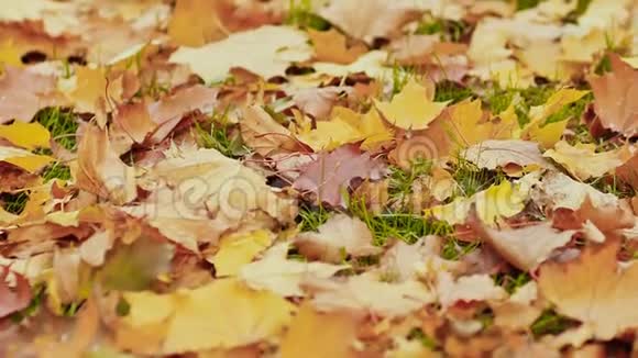 五彩的秋叶躺在秋天公园的草地上特写镜头视频的预览图