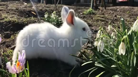 小白兔吃春花假期和动物复活节的概念视频的预览图