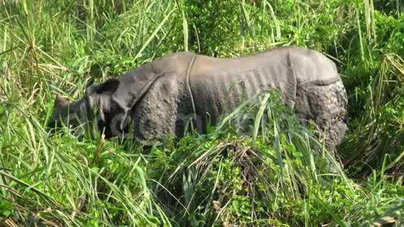 亚洲犀牛吃绿草尼泊尔奇旺国家公园视频的预览图
