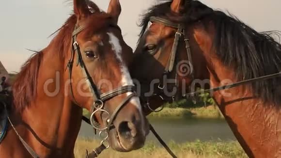 夏天两匹马在湖边的肖像视频的预览图