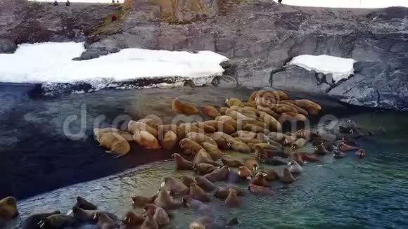 北冰洋海岸的海象在新地球上独特的视频航空视野视频的预览图