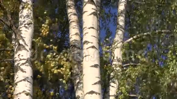 风天的桦树视频的预览图