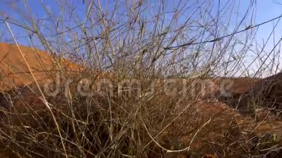 干燥的树枝灌木丛在野生沙漠背景沙丘靠近视频的预览图