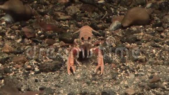 海洋生物水生环境中的螃蟹视频高清视频的预览图