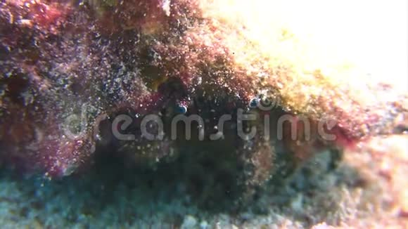 在海底吃甲壳动物视频的预览图