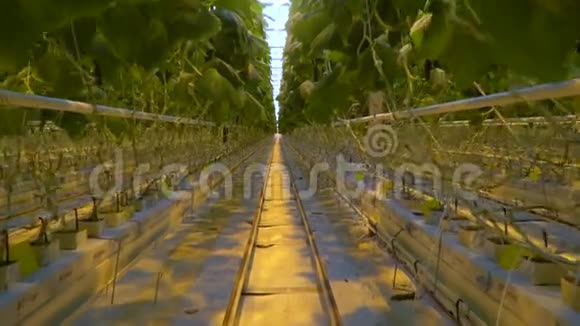 利用水培系统在温室种植黄瓜的过道视频的预览图