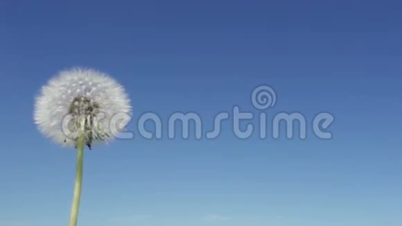 风在蓝天的背景下用白色蒲公英的种子吹去绒毛慢动作视频的预览图