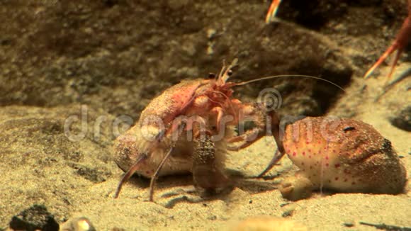 海洋生物水生环境中的螃蟹视频高清视频的预览图