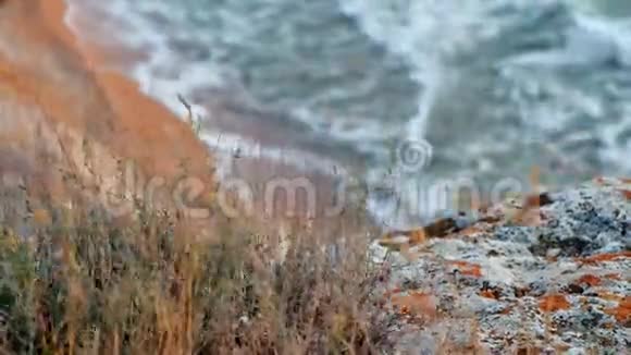海岸带干草实时在阿佐夫海在多风的夜晚沙丘视频的预览图