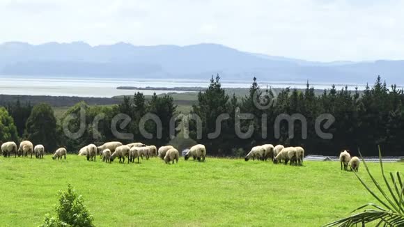 新西兰绵羊在野外视频的预览图