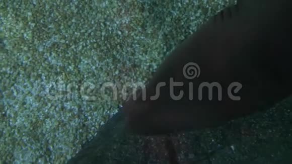 水下世界鲨鱼在水下游泳特写从上面看视频的预览图