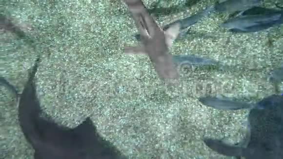 水下世界鲨鱼在水下游泳特写从上面看视频的预览图