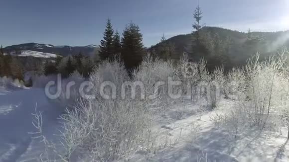 冬天森林里的阳光阳光透过覆盖着雪的树枝照耀冬季仙境视频的预览图