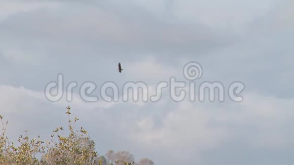 加利福尼亚秃鹫在天空中飞翔视频的预览图