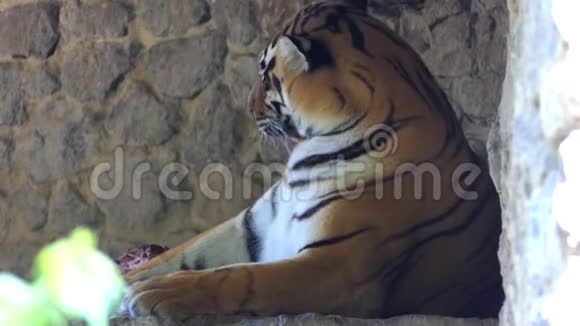 斯隆莫动物园里一只可爱的老虎牌肩膀躺在石板上视频的预览图