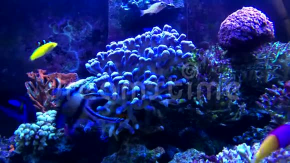 海水水族馆的热带鱼类视频的预览图