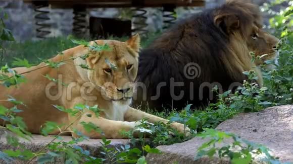 阳光明媚的一天两只大狮子躺在动物园的石板上视频的预览图