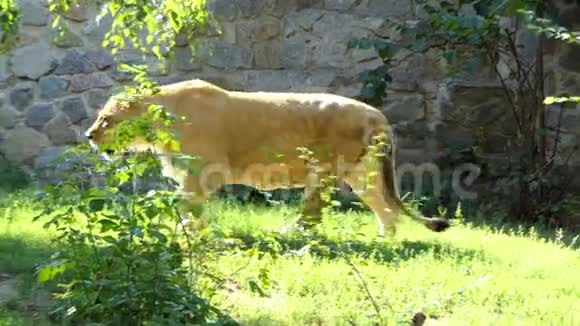 可爱的雌性狮子在夏天的斯隆莫动物园沿着石壁漫步视频的预览图