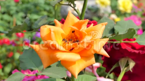 蜜蜂保留橙花花粉视频的预览图