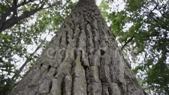 强有力的树皮视频的预览图