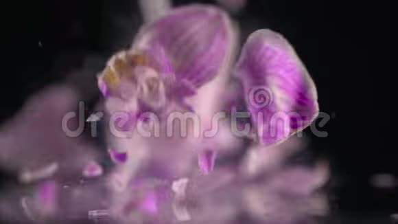 兰花在液氮中冷冻并在慢运动中破坏视频的预览图