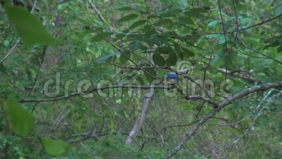 蓝色的杰伊栖息在小树枝上视频的预览图