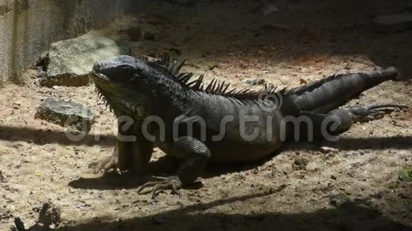 泰国曼谷Dusit动物园或KhaoDinWana公园的Iguana视频的预览图