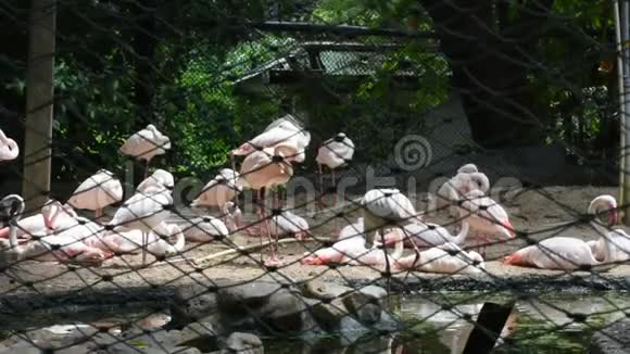 泰国曼谷Dusit动物园或KhaoDin的笼中火烈鸟或火烈鸟视频的预览图